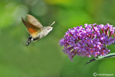 Macroglossum stellatarum