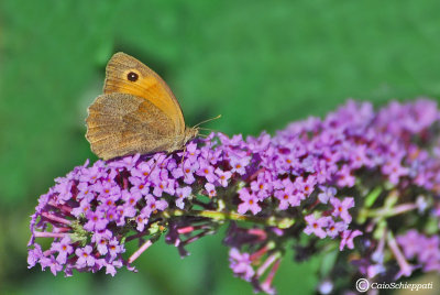 Maniola jurtina