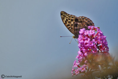 Argynnis paphia(female)