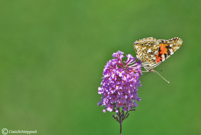 Vanessa cardui