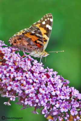 Vanessa cardui