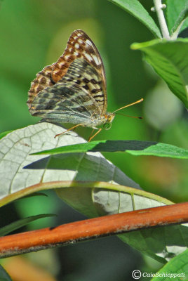 Argynnis paphia(female)