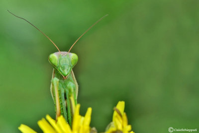 Mantis religiosa (male)