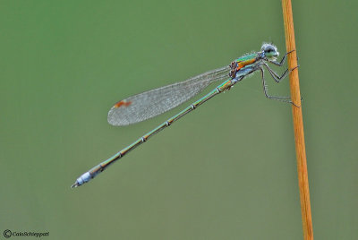 Lestes virens