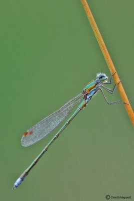 Lestes virens