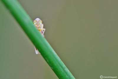 Cicadella virides