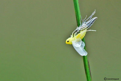 Cicadella virides 