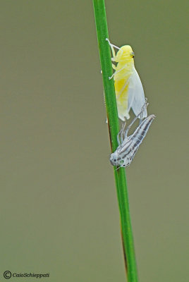 Cicadella virides