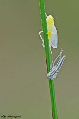 Cicadella virides