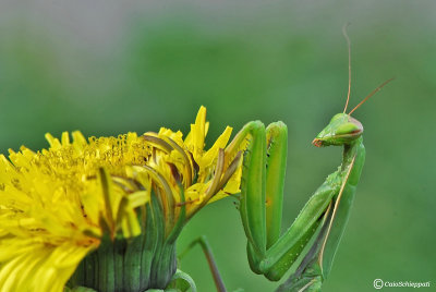 Mantis religiosa (male)