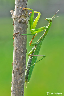 Mantis religiosa (male)
