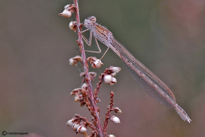 Sympecma paedisca