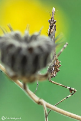 Empusa pennata