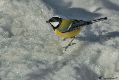 Great tit-Cinciallegra