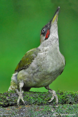 Green woodpecker-Picchio verde