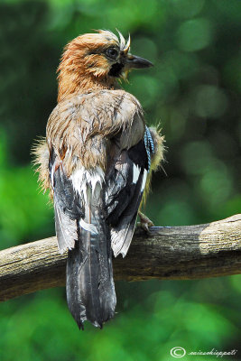 Eurasian jay-Ghiandaia