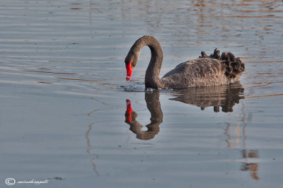 Black swan-Cigno nero 