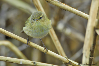 Common chiffchaff-Lui piccolo 