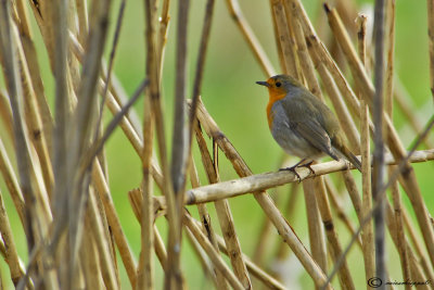 European robin-Pettirosso