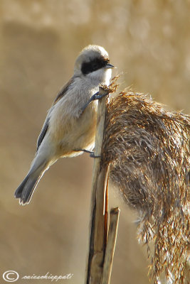 Penduline tit-Pendolino 