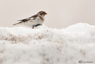 Snow bunting-Zigolo delle nevi