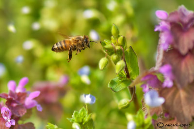 Apis mellifera