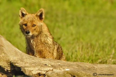 Golden jackal