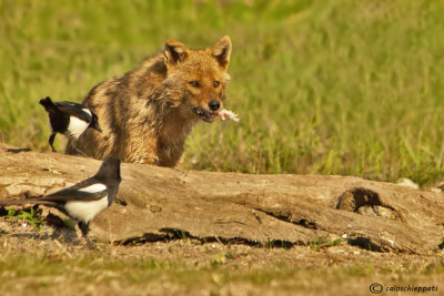 Golden jackal