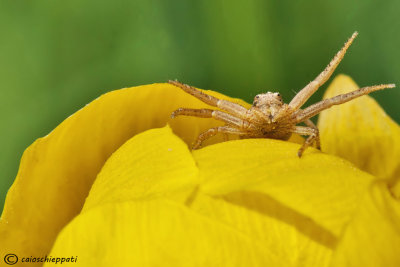 Xysticus sp,Thomisidae