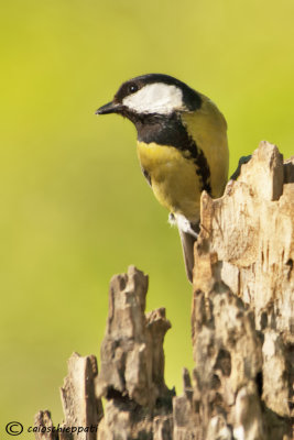 Great tit-Cinciallegra