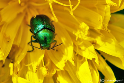 Gastrophysa viridula