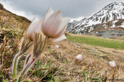 Foscagno pass,Pulsatilla vernalis