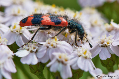 Trichodes alveaurius