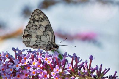 Melanargia galathea 