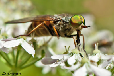 Philipomyia aprica