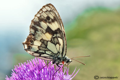 Melanargia galathea 