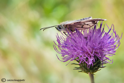 Melanargia galathea 