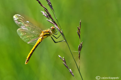 Sympetrum danae