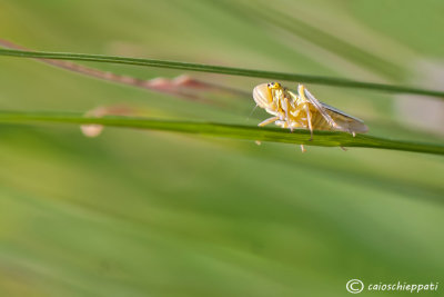 Cicadella viridis