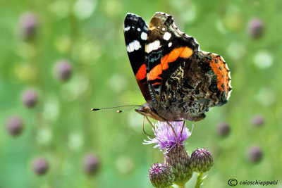 Vanessa atalanta 