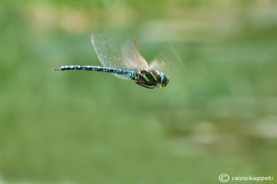 Aeshna juncea