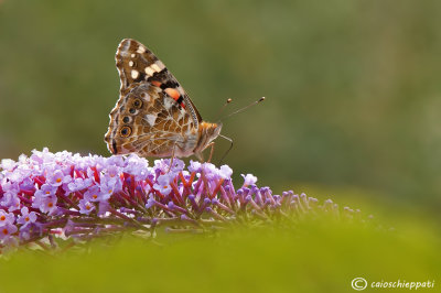 Vanessa cardui