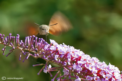 Macroglossum stellatarum