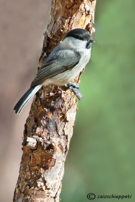 Poecile montanus-Cincia alpestre