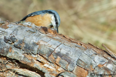 Eurasian nuthatch-Picchio muratore