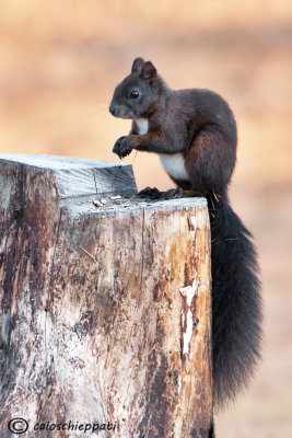  Red squirrel