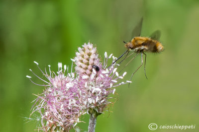 Bombylius major