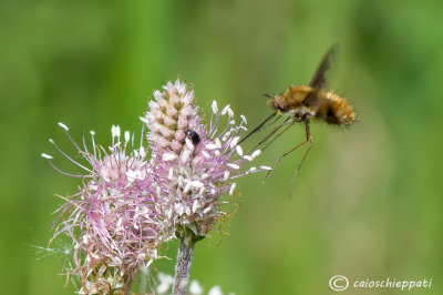 Bombylius major