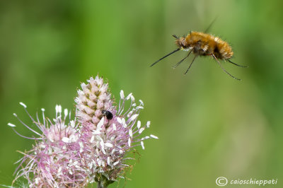 Bombylius major