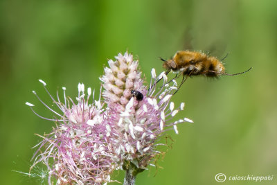 Bombylius major